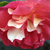 Jaune-rouge - Rosiers floribunda - Frenzy